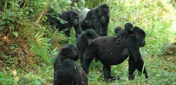 3‑Day Gombe National Park Itinerary (Chimp Trekking Focus)