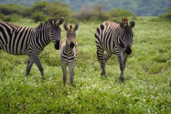 Day Trip to Arusha NP