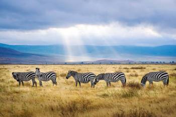 day trip to Ngorongoro Crater