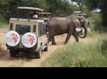 3-Day Wildlife Safari in Mikumi National Park