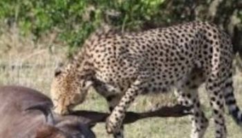 7 Days Kenya Safari Tour From Nairobi