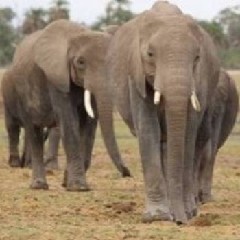 15 Days Kenya Safari Tour From Nairobi