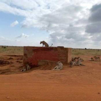 2 Days Tsavo East Tour