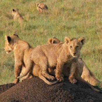 3 Days Tsavo West - Tsavo East Safari Tour From Mombasa
