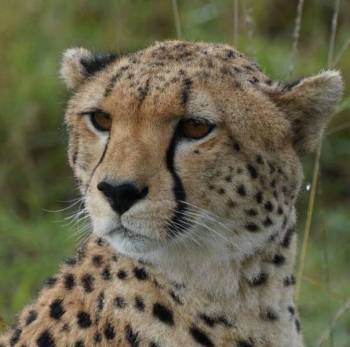 10 Days Kenya Safari Tour From Mombasa