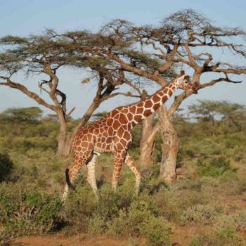 14 Days Kenya Safari Tour From Mombasa