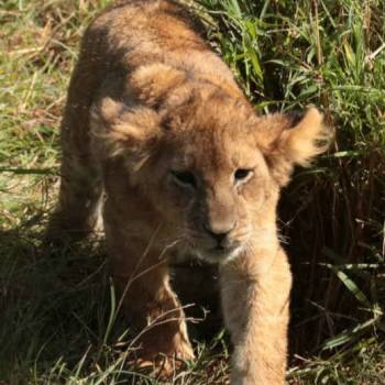 9 Days Tanzania Safari Tour