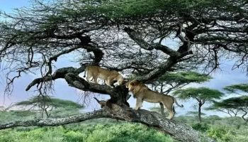 2 Day 1 Night Tanzania Tour