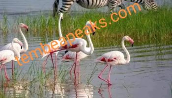 7 Night 8 Days Arusha  Safari