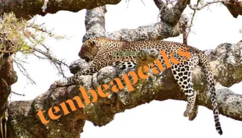 Wilderness Odyssey - 8 Days Safari Tour