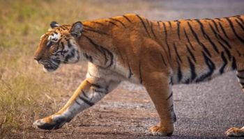 Kanha National Park Wildlife Tour