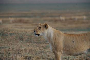 2 Day Tanzania  Wildlife Safari from Zanzibar