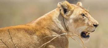 3D Tanzania Safari From Zanzibar - Fly-In Tarangire-Ngorongoro-Lake Manyara