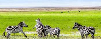 5 Day Tanzania Safari Tour Starting From Zanzibar Island
