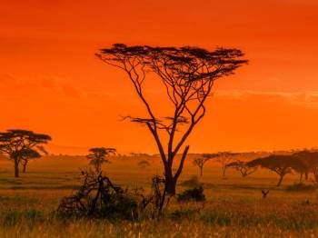 3 Day Safari From Zanzibar To Serengeti And Ngorongoro Tour