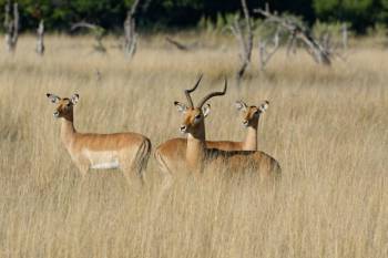 1 Day Tarangire Safari Tour Starting From Zanzibar
