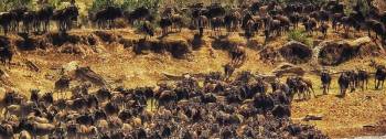 3 Day Serengeti Safari Tour From Zanzibar Island