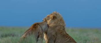 3 Day Serengeti Fly-In Safari Tour