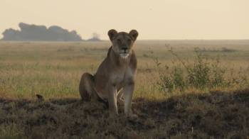 10 NIGHTS 11 DAYS SERENGETI SPECIAL 4* ACCOMMODATIONS