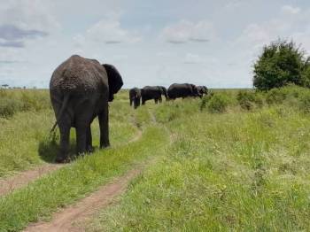 18D Northern And Southern Tanzania Tour 18D Northern And Southern Tanzania Tour