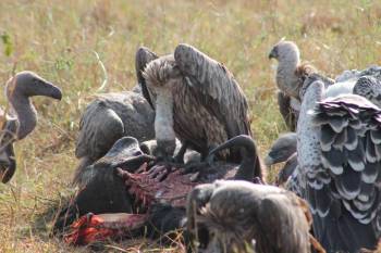 6 Nights 7 Days Masai Mara - Serengeti And Ngorongoro Tour