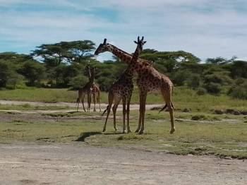 Kenya - Tanzania 7 Days Tour