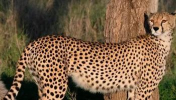 2 Days Tanzania Safari