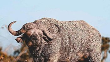 Days Tanzania Safari – Big Five Adventure