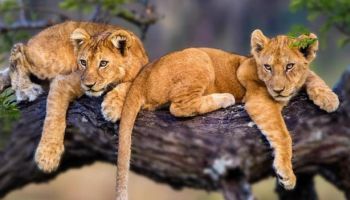 The ultimate 5 Days Tanzania Safari