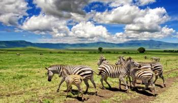 Popular 4 Day - 3 Night Northern Circuit Safari Tour Popular 4 Day - 3 Night Northern Circuit Safari Tour