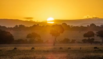 Elephants to Big Cats Safari