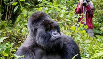 Uganda Gorilla Safari Tour