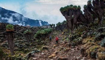 Shadows Of Kilimanjaro Tour