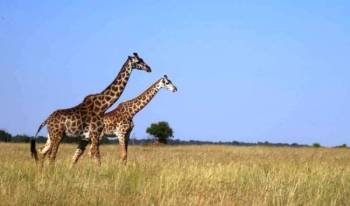 3 DAYS 2 NIGHTS MAASAI MARA SAFARI