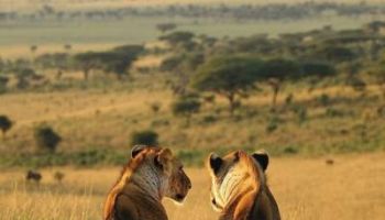 3 Days 2 Nights Masai Mara National Reserve