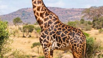 3-Day Luxury Masai Mara Migration Safari