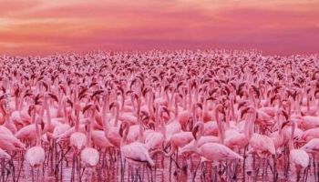 3-Day Masai Mara & Lake Nakuru National Park Safari