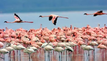 4-Day  Masai Mara, Lake Nakuru, and Lake Naivasha Safari