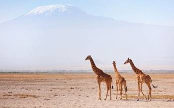 7 Days Amboseli - Lake Nakuru And Samburu Safari Tour