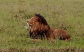 4D 3N Masai Mara And Lake Nakuru National Park Group Joining Budget Safari