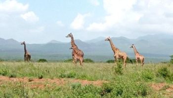 Nairobi Kenya Safaris 5D Aberdares - Mount Kenya - Lake Nakuru And Maasai Mara Tour