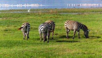 4 Days Masai Mara And Lake Nakuru Kenya Safari Package