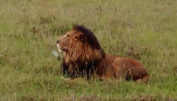 5 Days Lake Nakuru - Lake Naivasha And Masai Mara Kenya Safari Tour