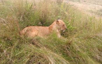 7 Days Masai Mara - Lake Nakuru And Samburu Safari Tour From Nairobi