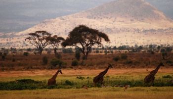 2 Days 1 Night African Wildlife Safari To Kenya’s Amboseli National Park Tour