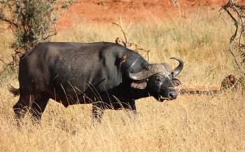 2 Days Tsavo East And West Safari - Mombasa - Tsavo Safaris
