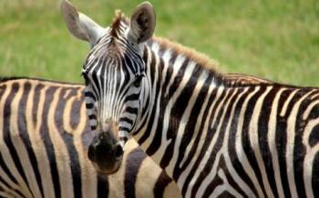 5D Mombasa Safaris To Tsavo East - Amboseli - Tsavo West And Taita Hills Saltlick Tour