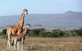 7 Days Masai Mara - Lake Nakuru - Amboseli And Tsavo West Safari Tour