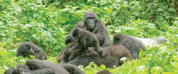 3 Day Gorilla Tracking Rwanda Tour