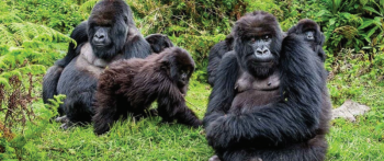 3 Day Gorilla Fly - Safari Uganda Tour